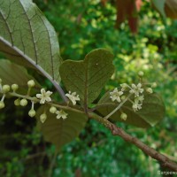 Embelia tsjeriam-cottam (Roem. & Schult.) A.DC.